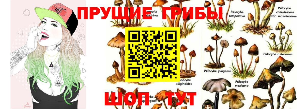 Псилоцибиновые грибы Cubensis Семилуки